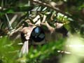 Superb Fairy Wren Family